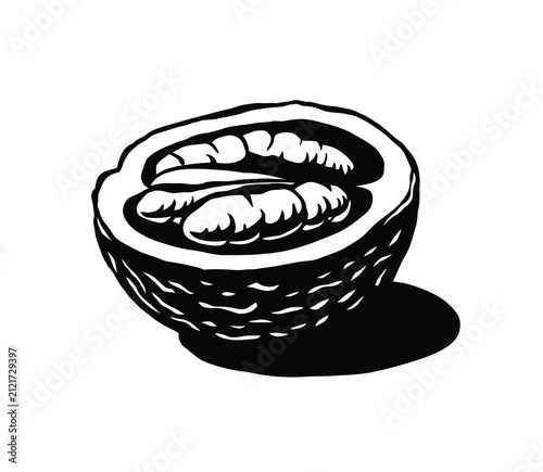 Half Walnut Seed Black and White Vector Illustration in Black Color with White Background.