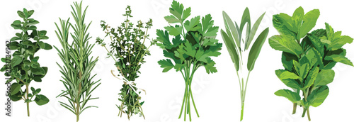 Fresh culinary herbs set featuring oregano rosemary thyme parsley sage and mint vector illustration