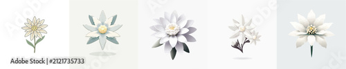 Edelweiss Flower Vector Illustration