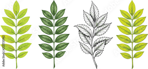 Green rowan tree leaves vector set featuring hand drawn pinnate foliage branch and sketch line art illustration