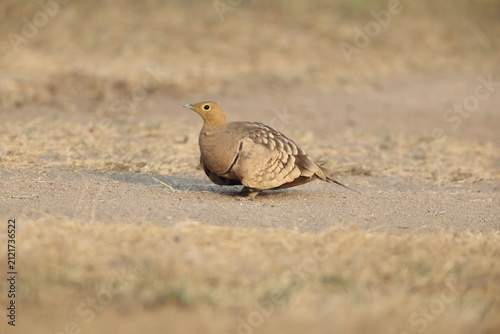 Cuadro en lienzo The chestnut-bellied sandgrouse or common sandgrouse (Pterocles exustus hindustan) is a species of sandgrouse