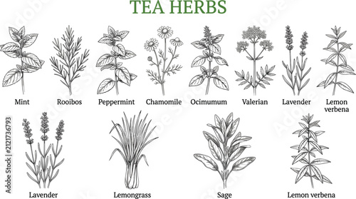 Hand drawn botanical tea herbs collection vintage sketch vector illustration isolated on white background for menu