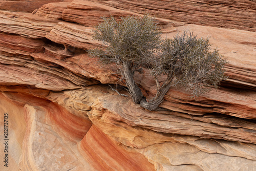 A mountain mahogany bush grows from the cracks in the red and tan layers of sandstone with it's roots reaching deep into the stone at The Wave formation in Northern Arizona USA.
