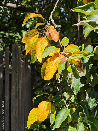 Fotografie Close up of vibrant yellowing apple tree leaves in sunny autumn garden