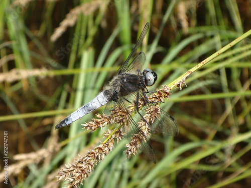 Scarce chaser dragonfly (Libellula fulva), male resting on sedge