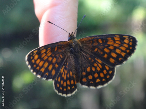 The heath fritillary butterfly (Melitaea athalia) resting on a human finger