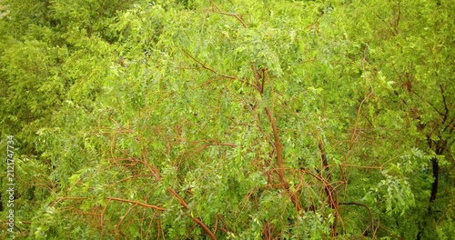 Green trees swaying in the strong wind capture the movement of nature, stormy weather, climate energy and environmental concept in a peaceful outdoor setting.