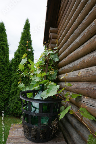 Rustic wine demijohn glass bottle in metal basket next to a log cabin wall with growing green grapevine leaves outdoors.