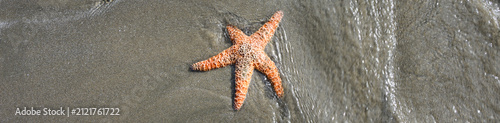 Orange Ochre Sea Star on sandy beach at low tide, saltwater running back to ocean, Seal Rocks Oregon State Park, summer vacation exploring the coast
