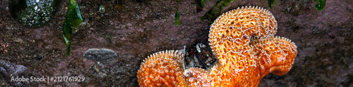 Foto Orange Ochre Sea Star attached to a rock and eating a blue mussel, Seal Rocks Or