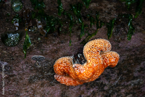 Foto Orange Ochre Sea Star attached to a rock and eating a blue mussel, Seal Rocks Or