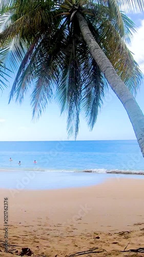 Vertical view of a palm tree on the shoreline of Plage de la Perle in Guadeloupe with turquoise Caribbean sea, white sand and tropical beach scenery.
