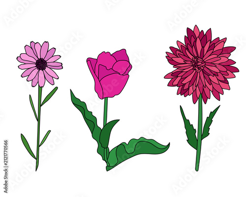 Set of three pink garden flowers on green stems, vector illustration of daisy, tulip and dahlia