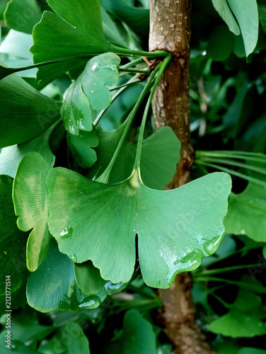 Obraz na plátně A close-up shot of a Ginkgo Biloba tree branch shows its distinct fan-shaped green leaves and rough bark