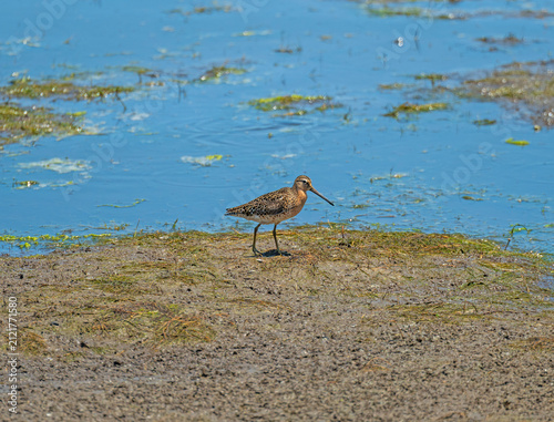 Short Billed Dowitcher Patrolling a Wetland Shore