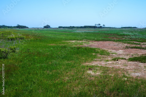 Dry Wetland Meadows in the Late Spring