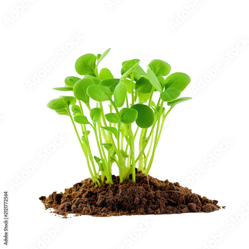 Group of young green sprouts growing from dark soil, multiple seedlings with fresh leaves, isolated on transparent background