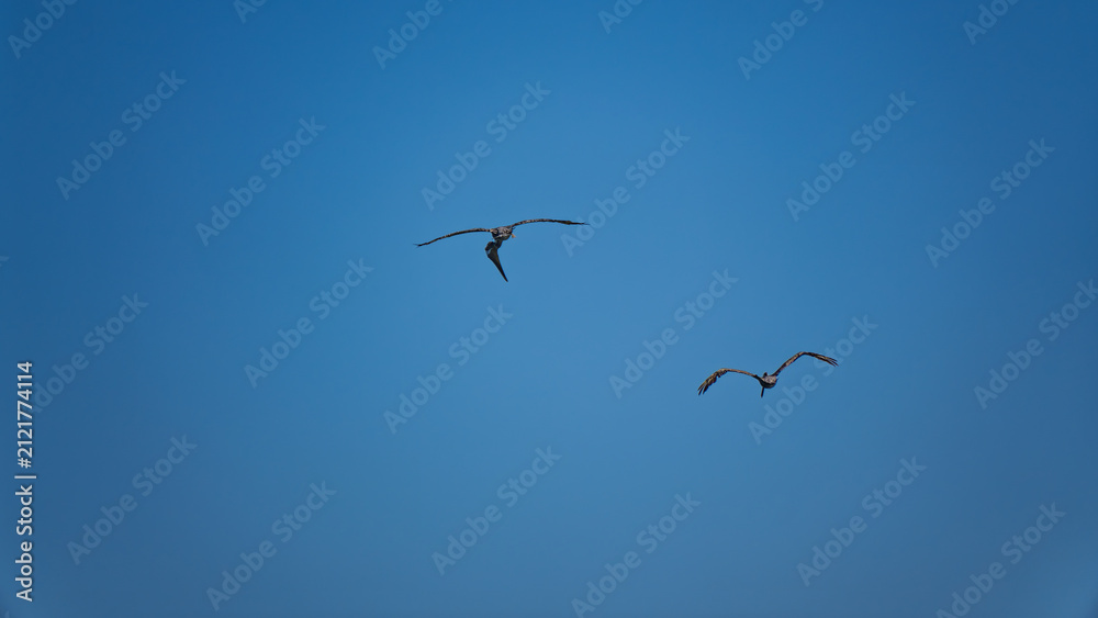 Fototapeta premium Two pelicans fly overhead through clear blue sky