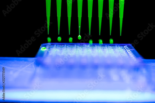 Medical research with multi channel pipette with fluorescent chemical solution. Pipetting sample into wellplate during scientific experiment inside laboratory. 