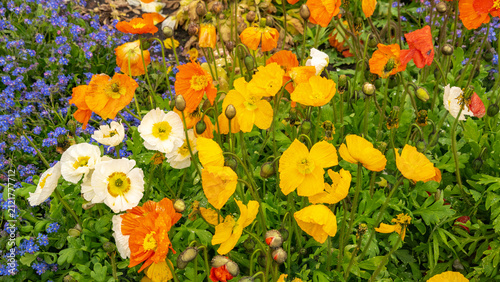 A colorful flowerbed of poppies and blue forget-me-nots