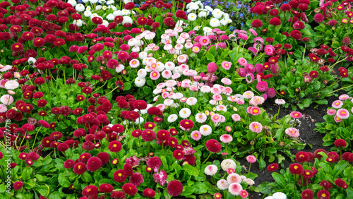 Floral background of perennial multicolored daisies
