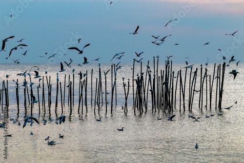 Seagulls and Herons perching on bamboo poles offshore Bang Pu pier, southeast of Bangkok, in the Gulf of Thailand Some in flight. Blue sky with pink clouds in the background. 
