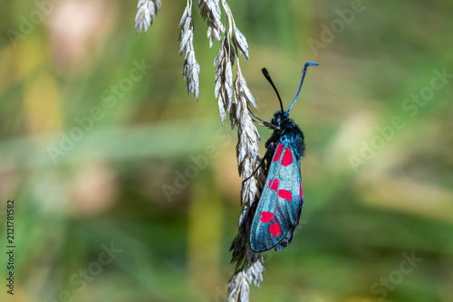Close-up profile of a beautiful burnet moth with vibrant red dots resting on dry wild cereal grass spikelet.