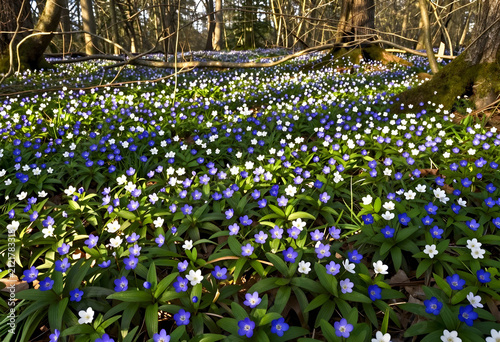 Forest floor covered with b...