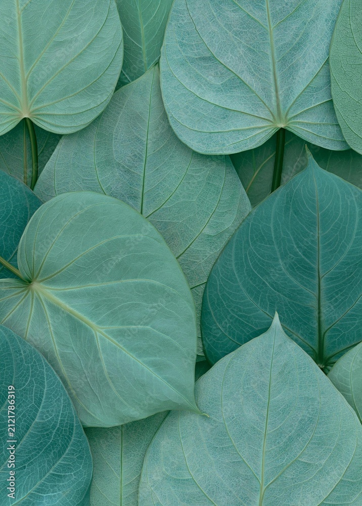 Obraz premium Close-up of a group of large, light blue leaves. the leaves are arranged in a scattered pattern, with some overlapping each other.