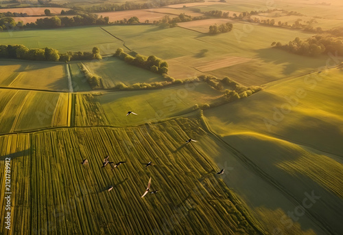 Aerial view of green agricu...