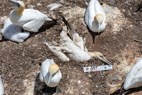 Fotografie Gaspesie, Quebec, 15 July 2026 : Northern Gannets, including an adult with a chick, are seen near a deceased gannet with plastic debris