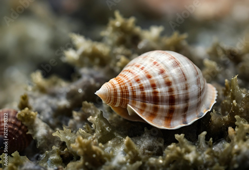 Striped seashell on texture...