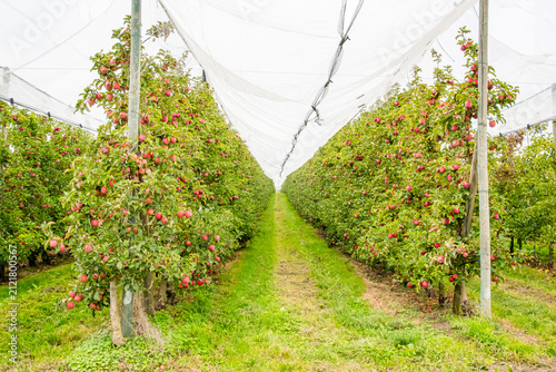 Apple orchard rows under protective netting in Vaud
