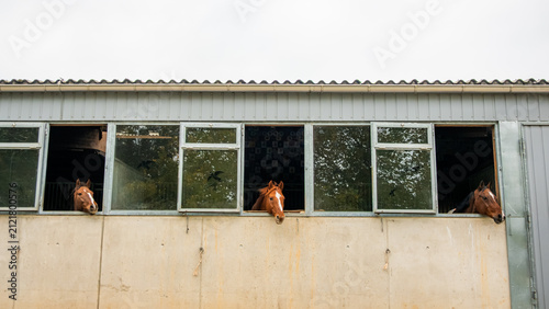 Horses looking out from stable windows in Vaud, Switzerland