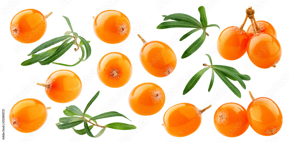 Obraz premium Sea buckthorn isolated, full depth of field