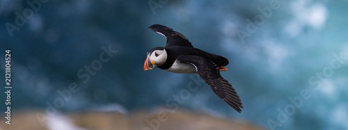 Cuadro en lienzo Puffin in flight over the sea, Orkney, Scotland