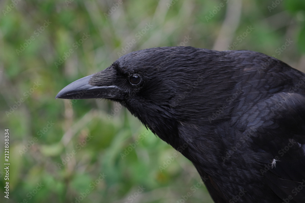 Naklejka premium Kolkrabe / Common raven / Corvus corax