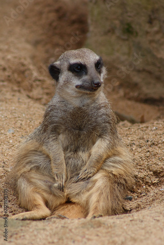 Fotografie Erdmännchen / Suricate or Meerkat / Suricata suricatta