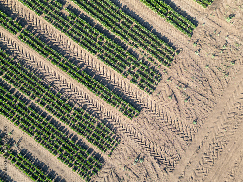 Geometrische Muster in der Landwirtschaft: Pflanzenreihen und Traktorspuren