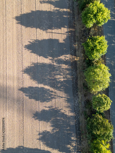 Luftaufnahme eines Feldes mit langen Baumschatten am Abend