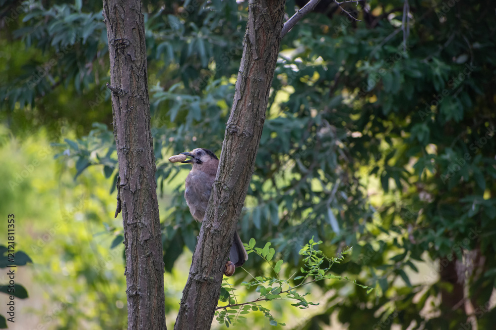 Fototapeta premium Bird holding food in its beak sitting on a tree branch