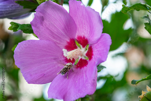 Bee collecting pollen on a pink hibiscus flower
