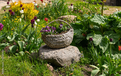 An old wicker basket used as a flower pot