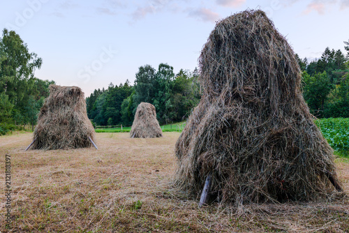 Canvastavla Traditional Swedish haystacks, known as hassjor, drying in a rural field surrounded by forest in Vastra Gotaland during dusk
