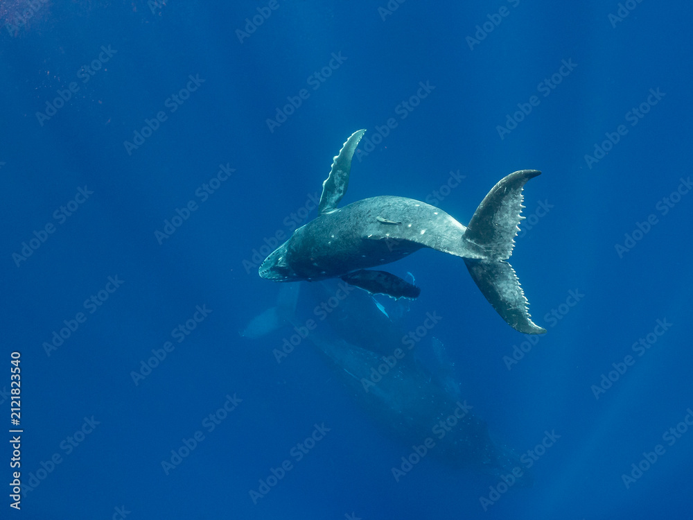 Fototapeta premium A humpback whale (Megaptera novaeangliae) swims in the deep blue ocean with a calf.