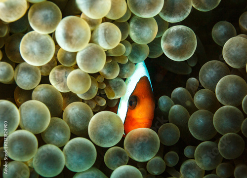 Foto Peaking out from its hiding place in bubble coral Pierogyra sinuosa, a clown ane