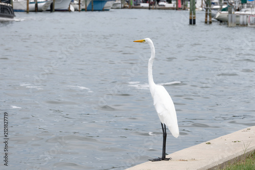 фотографія A great egret with a long neck and yellow bill stands on a concrete seawall overlooking marina waters, conveying calm solitude and coastal wildlife near docks and boats