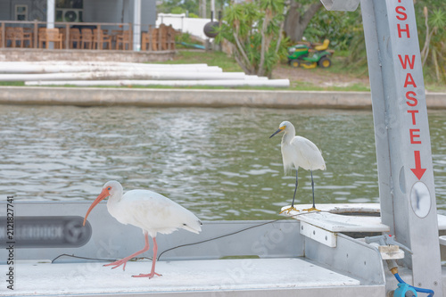 Two white wading birds—a white ibis and a snowy egret—stand on a Fish Cleaning Station by a calm marina waterfront, conveying peaceful coastal wildlife, quiet observation, and everyday harbor life.
