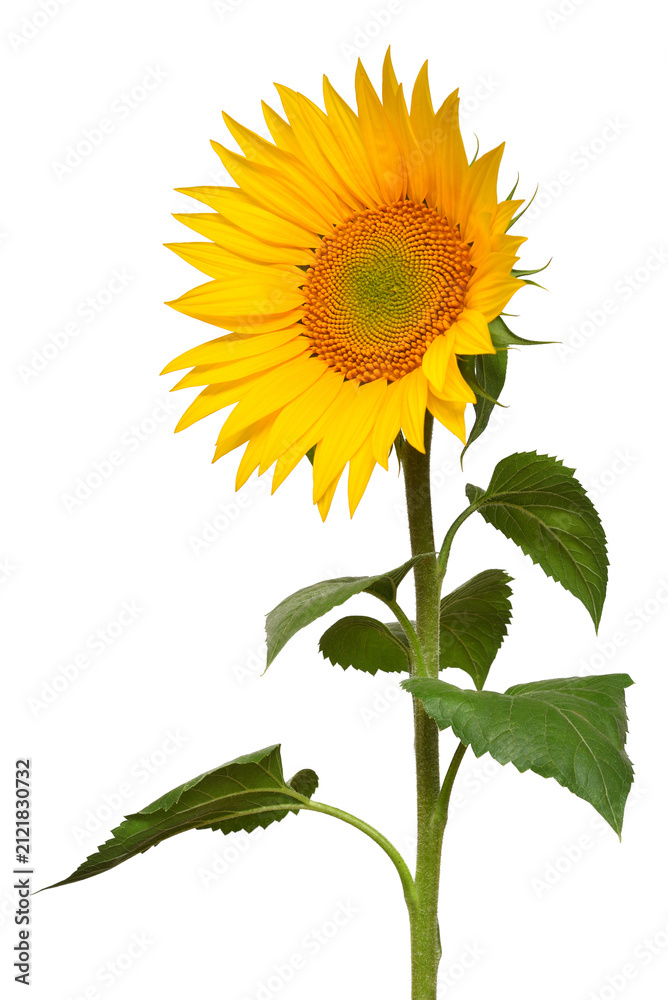 Fototapeta premium Sunflower isolated on white background. Sun symbol. Flowers yellow, agriculture. Seeds and oil. Flat lay, top view