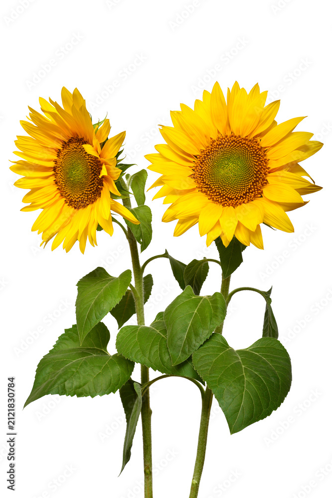 Fototapeta premium Two sunflowers in bouquet isolated on white background. Sun symbol. Flowers yellow, agriculture. Seeds and oil. Flat lay, top view. Bio. Eco. Creative